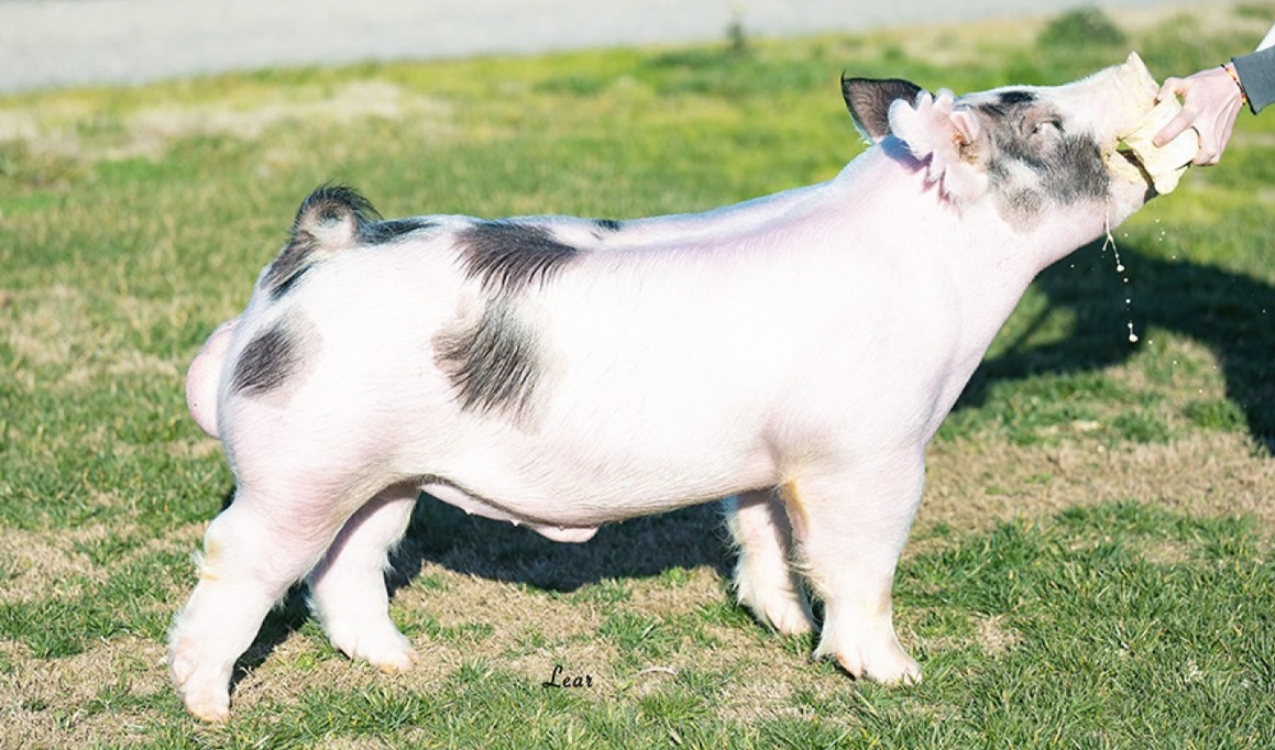 A powerful, well-muscled black and white show boar showcasing premium genetics on the Varni Family Show Pigs farm.