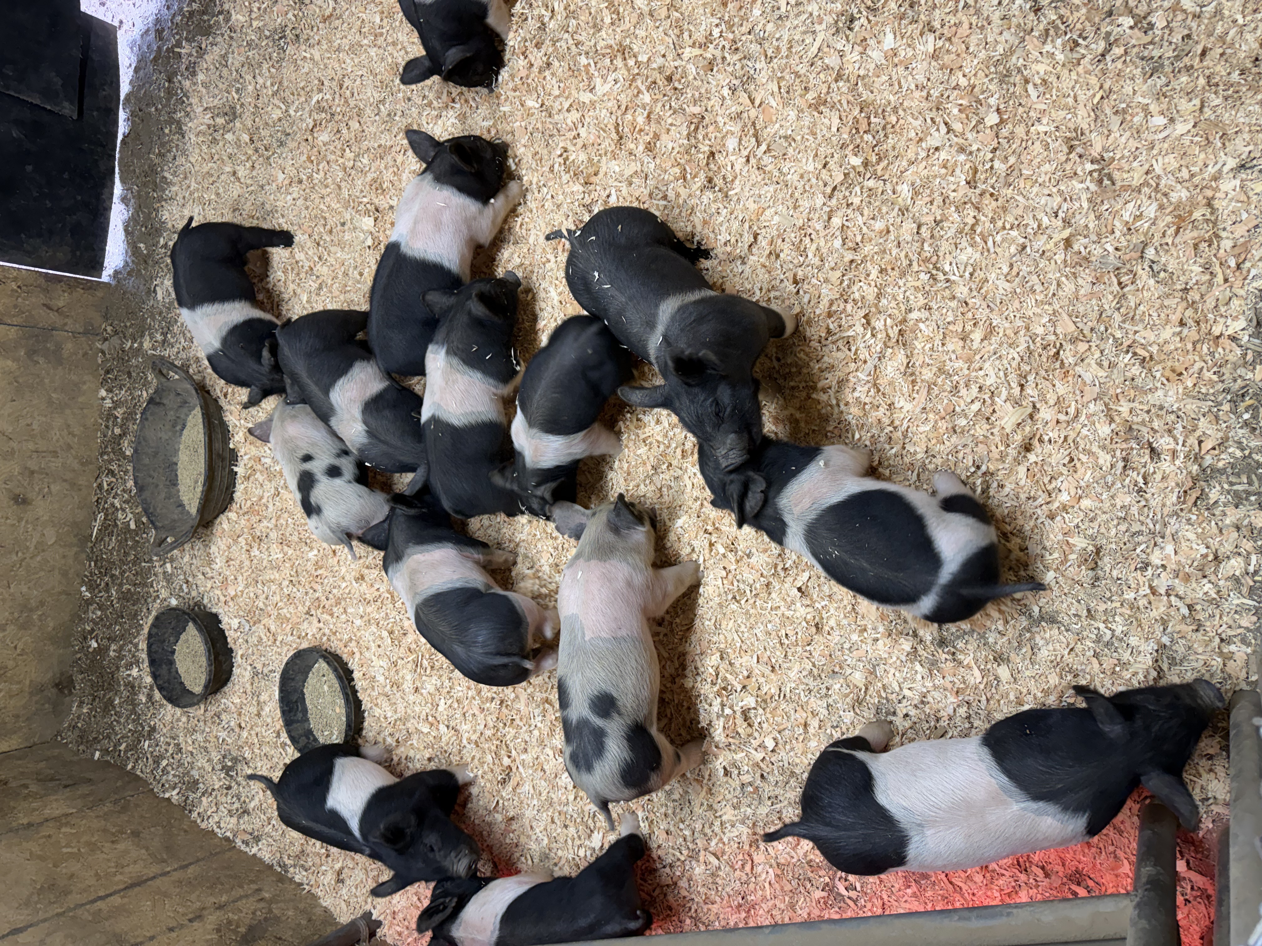 Overhead view of a group of young black and white crossbred piglets in a pen with wood shavings.