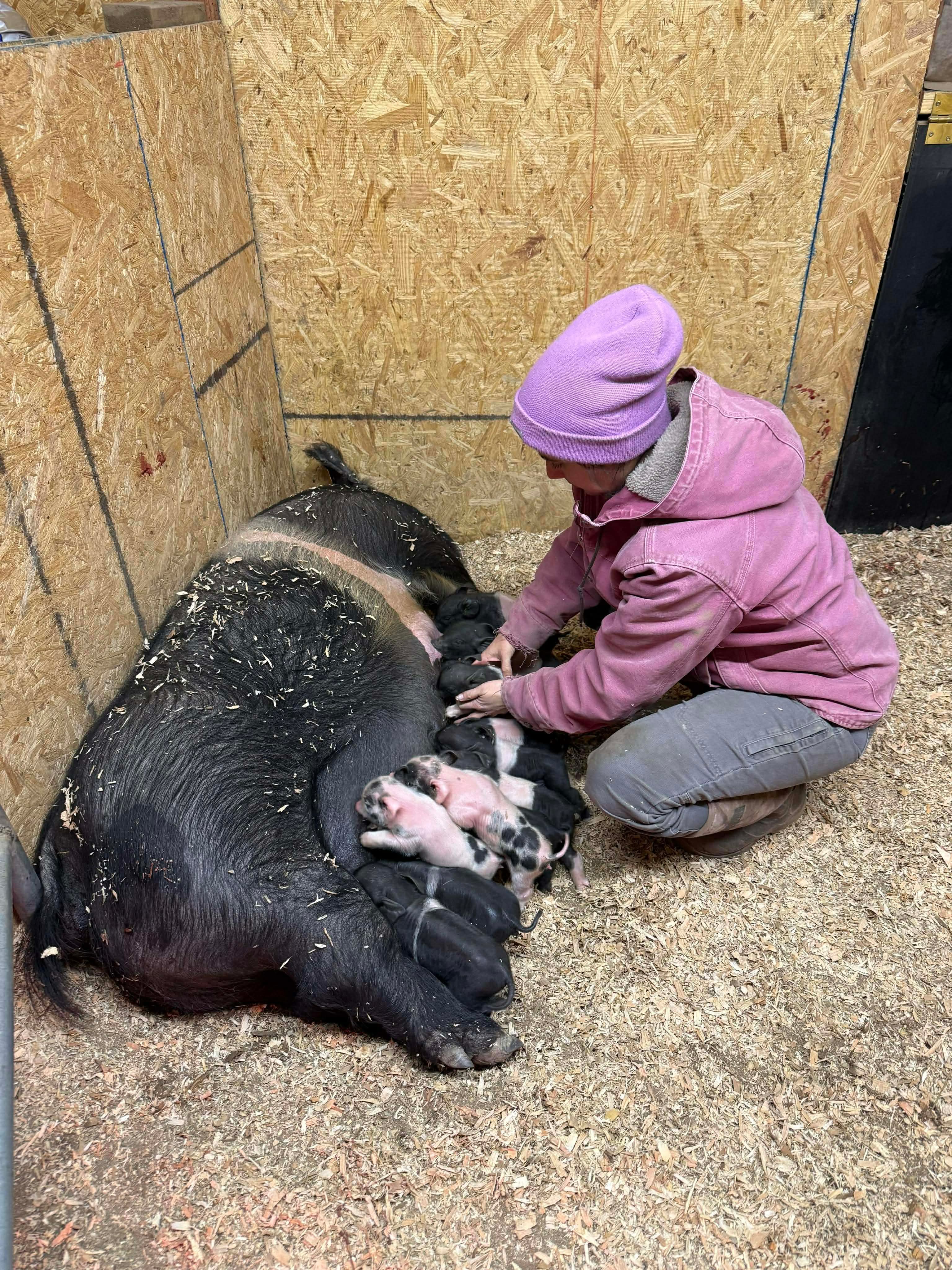 Megan kneeling beside a large black sow nursing a litter of piglets in a barn on the family farm.