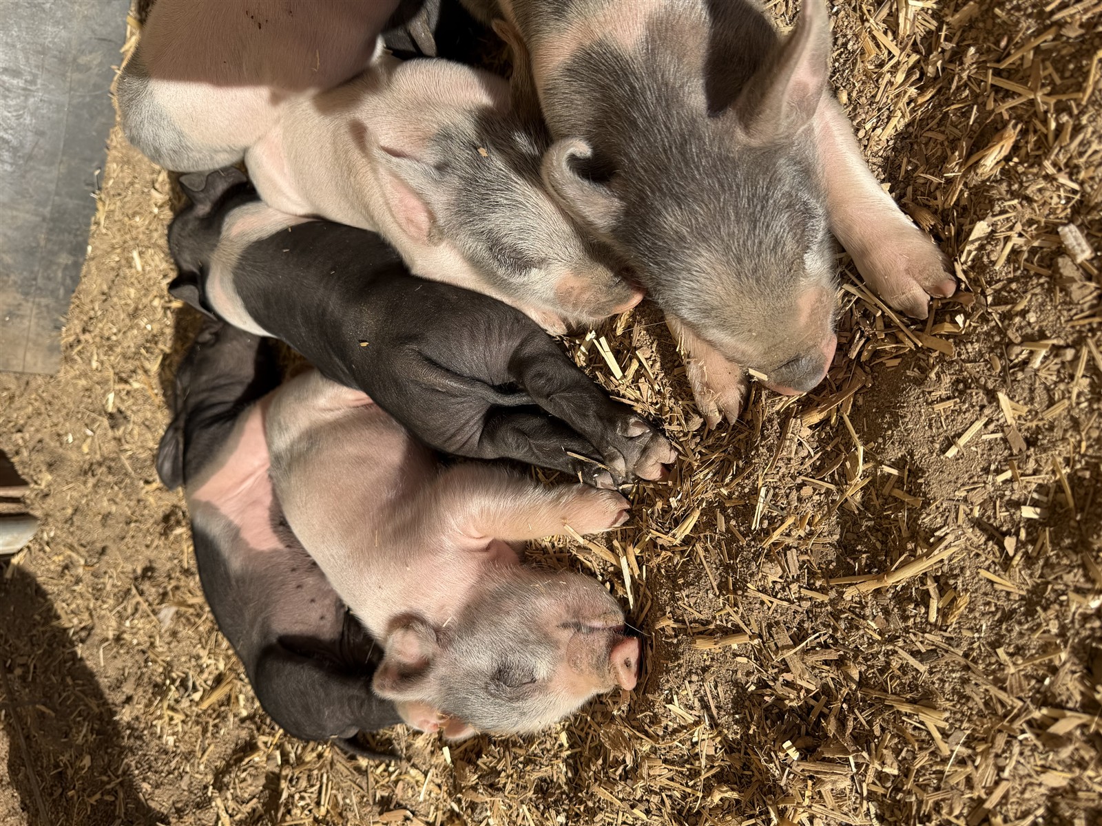 Detailed close-up of young piglets sleeping on the farm.