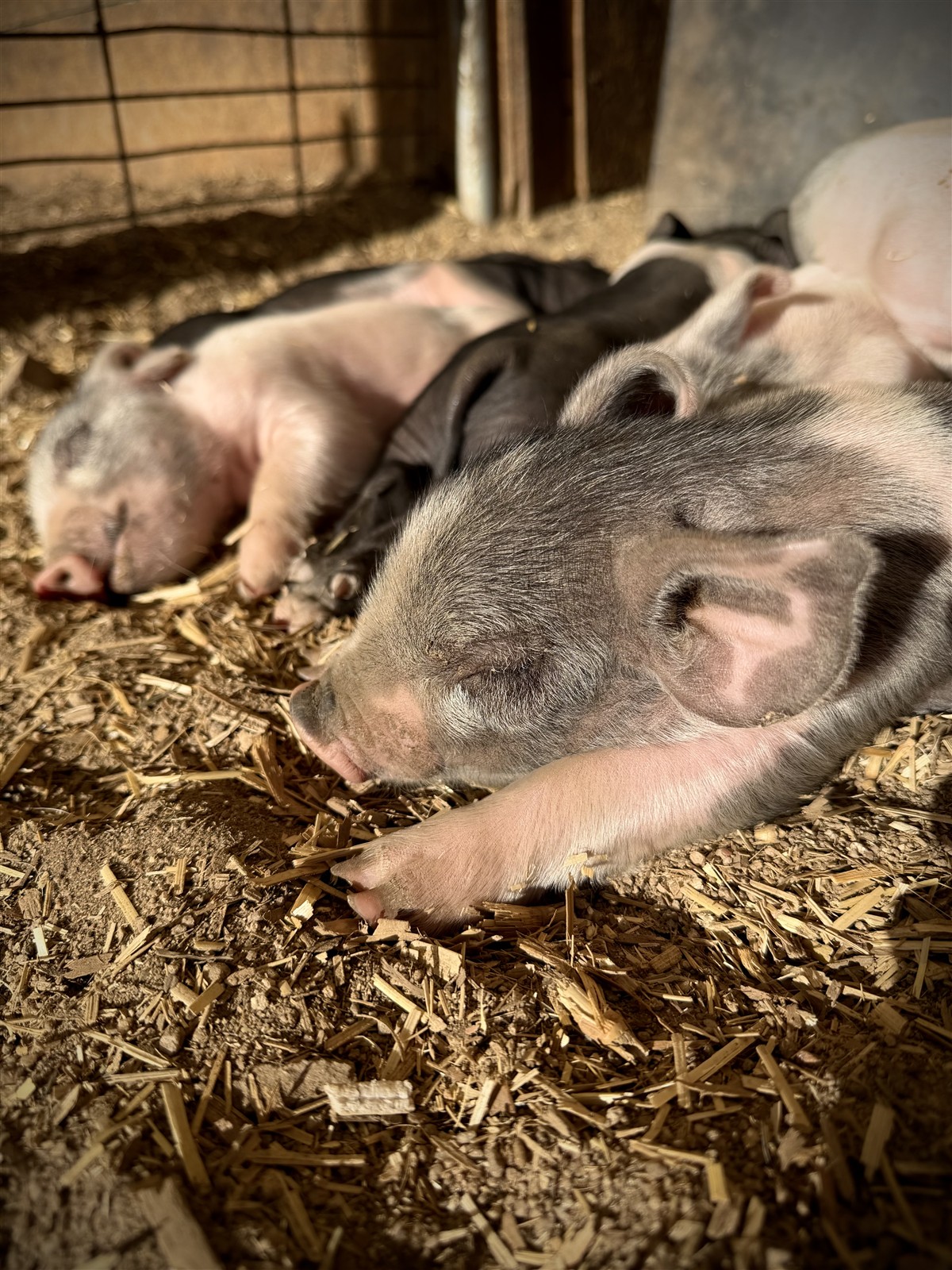 Close-up view of sleeping piglets on fresh shavings.