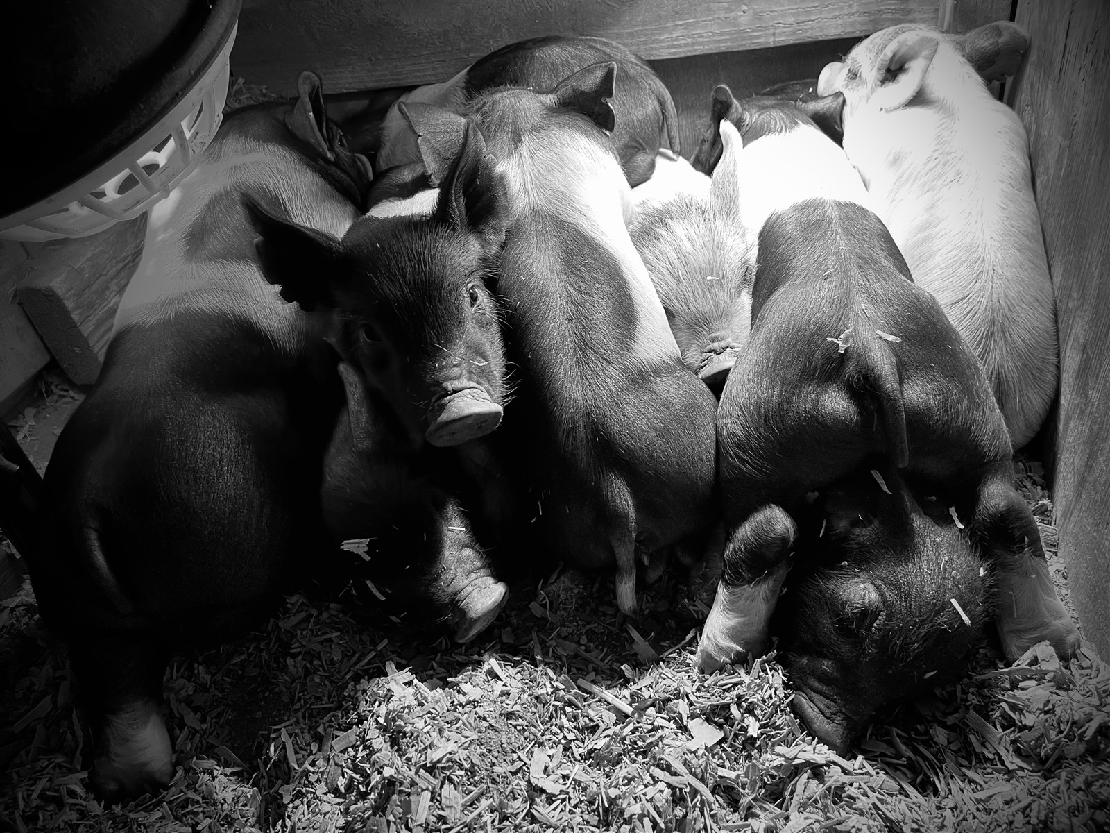 Cluster of young crossbred piglets resting in a barn on the Varni Family farm.