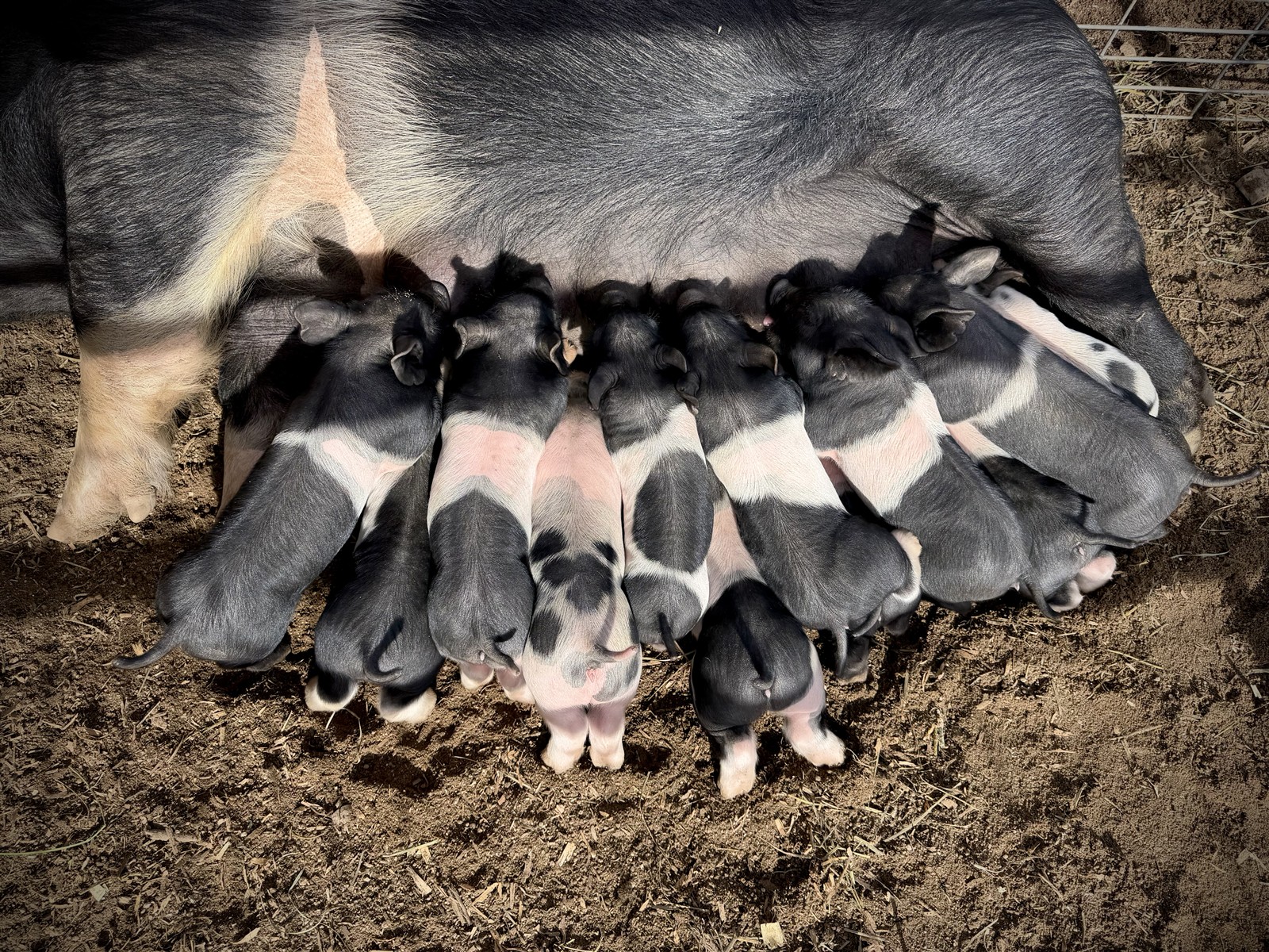 Healthy litter of crossbred piglets nursing outdoors at the Varni Family Show Pigs farm in Northern Nevada.