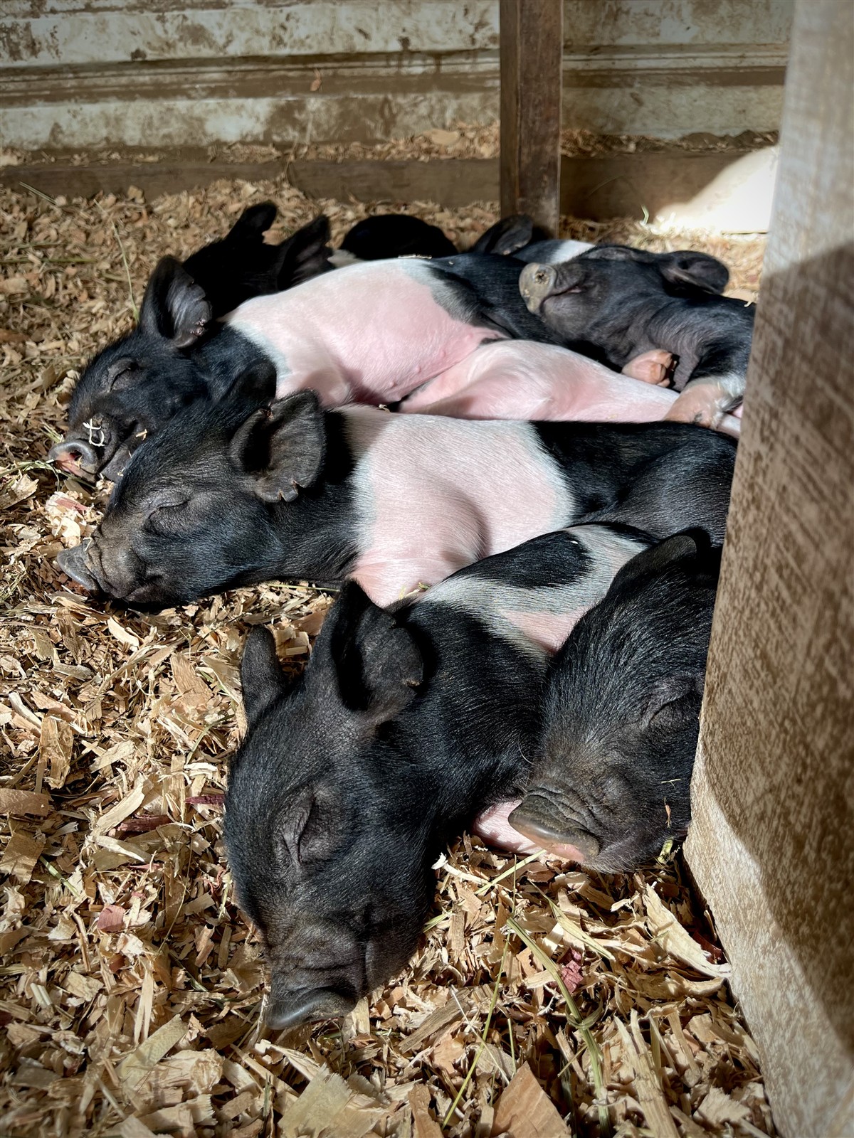 Group of adorable black and white piglets sleeping together on fresh wood shavings in a barn.