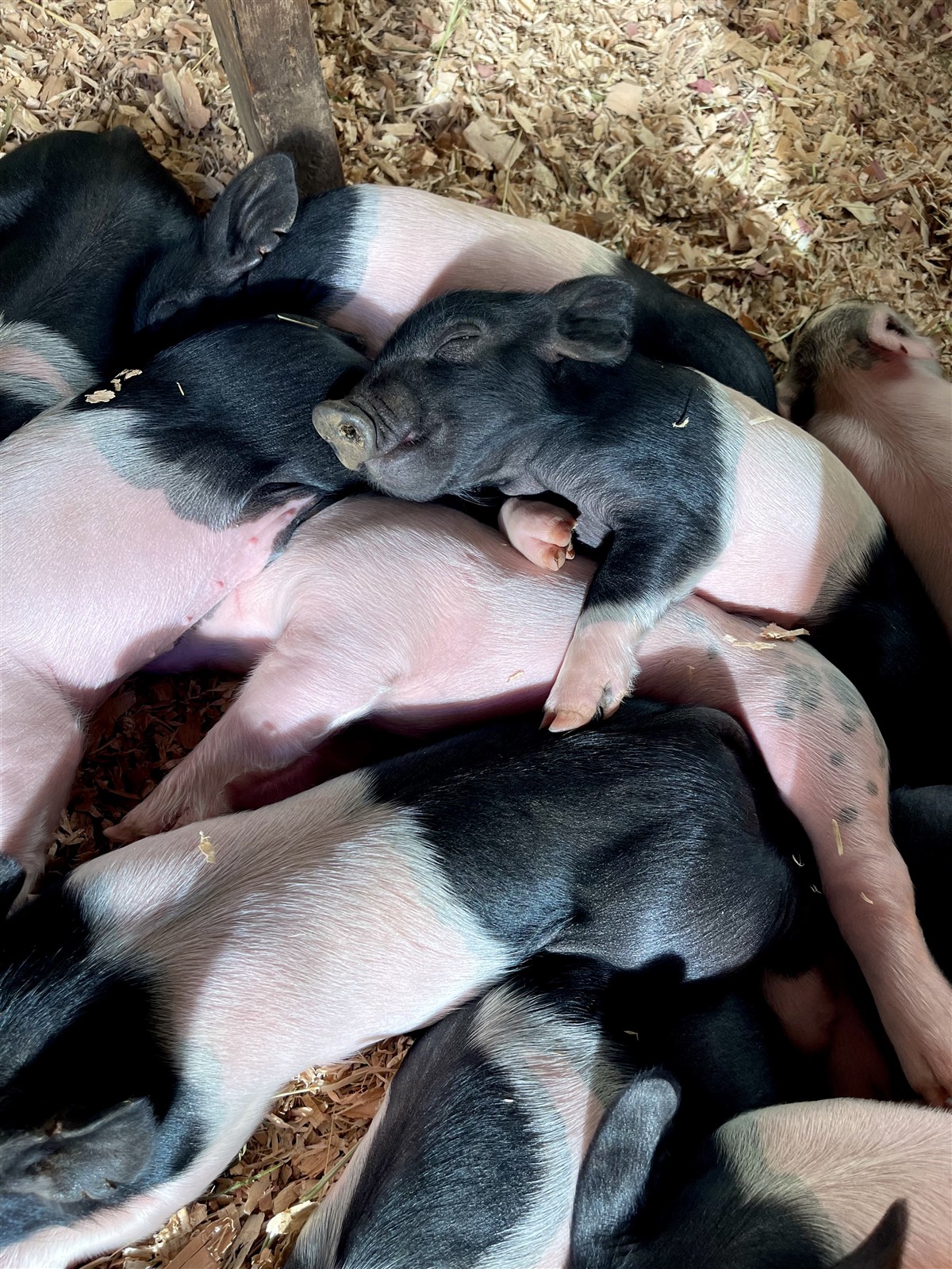 Close-up of sleeping black and white piglets on fresh bedding.